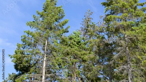 Trees Blowing in the Wind