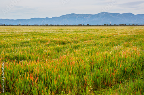 Cabañeros National Park landscape. Ciudad Real, Spain.