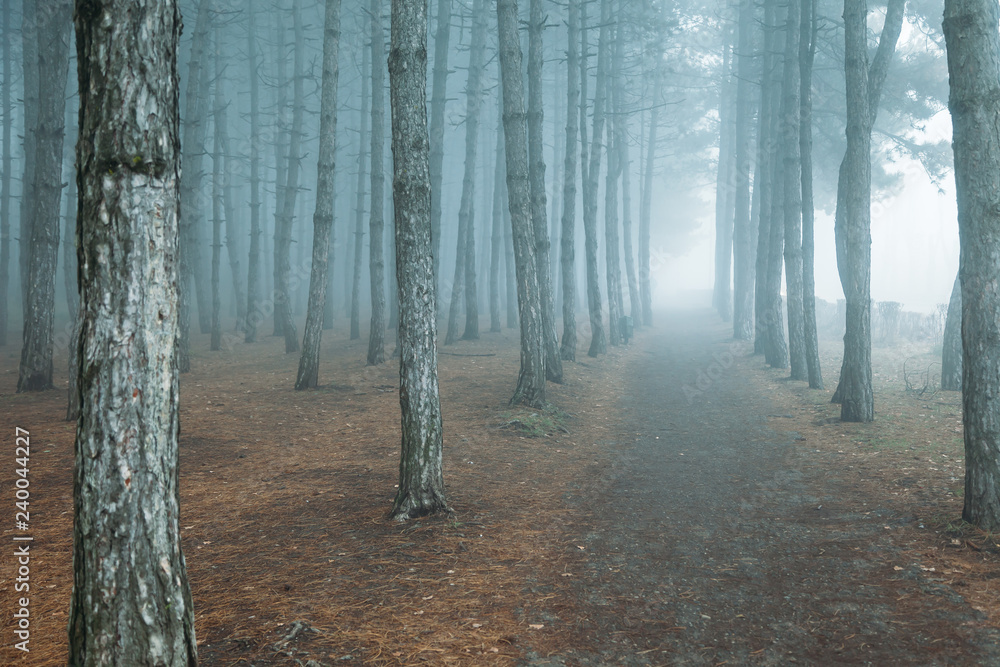 Naklejka premium forest in fog. misty dark forest