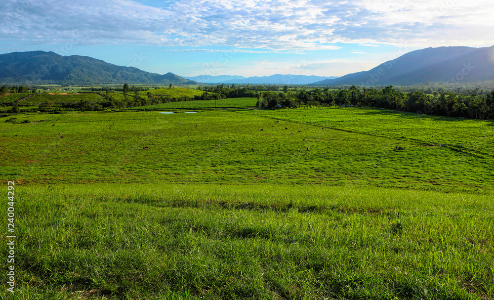 green cow paddocks in Tully North Queensland