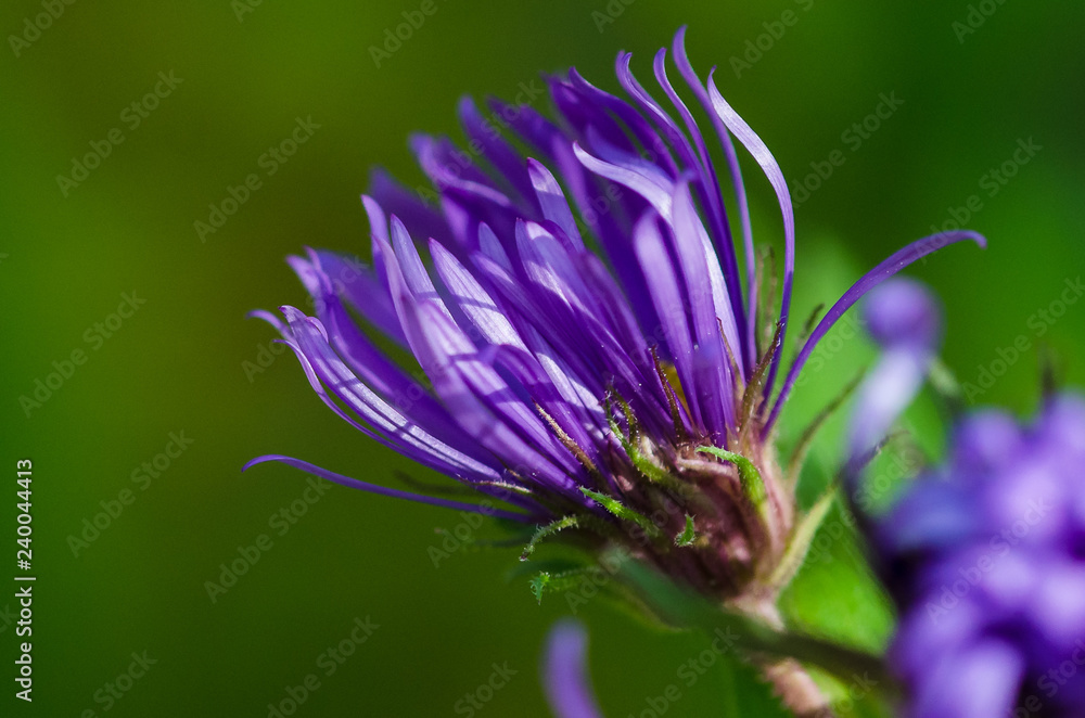 Tiny Violet Flower Lazily Uncurling its Petals to Meet the Early Morning Sunshine Tiny Violet Flower Lazily Uncurling its Petals to Meet the Early Morning Sunshine