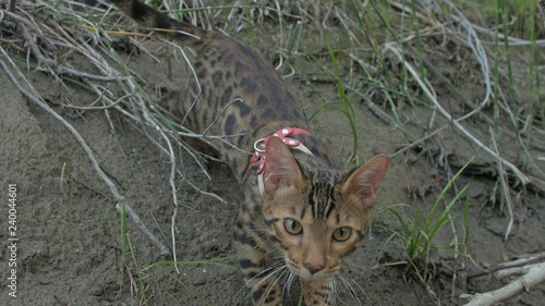 Fotografie One cat bengal walks on the green grass
