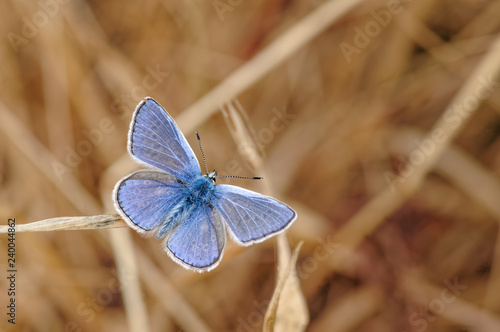Canvas Print Common Blue Butterfly, Polyommatus icarus on Parched Grass Stem.