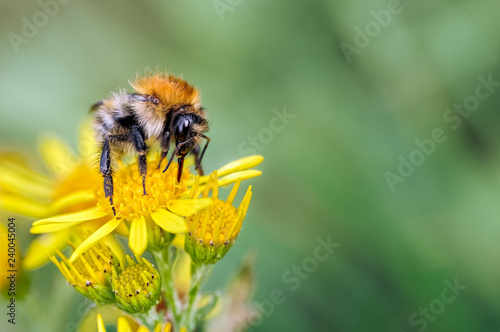 Male Carder Bumblebee, Bombus pascuorum feeding on Ragwort. photo