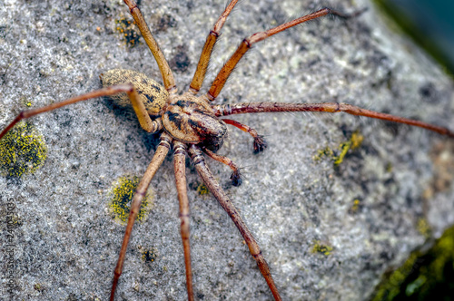 Male, Giant House Spider, Eratigena atrica. Formerly Tegenaria gigantea_2