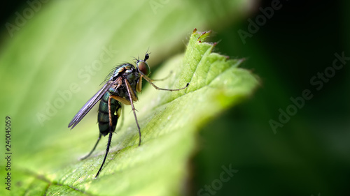 Natures Green, One of the Long-legged Flies, Dolichopus popularis on leaf.