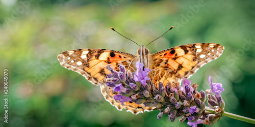 Painted Lady Butterfly, Vanessa cardui on Lavender. photo