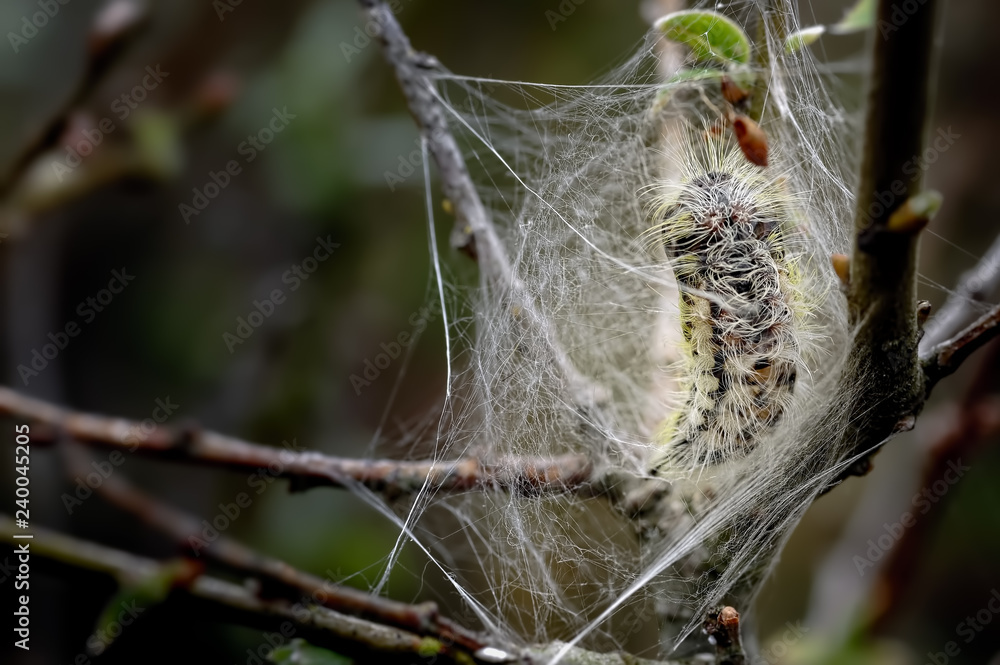 White Satin Moth Early Pupa in Silk Web White Satin Moth Early Pupa in Silk Web