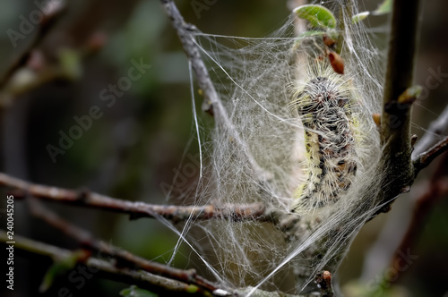 White Satin Moth Early Pupa in Silk Web