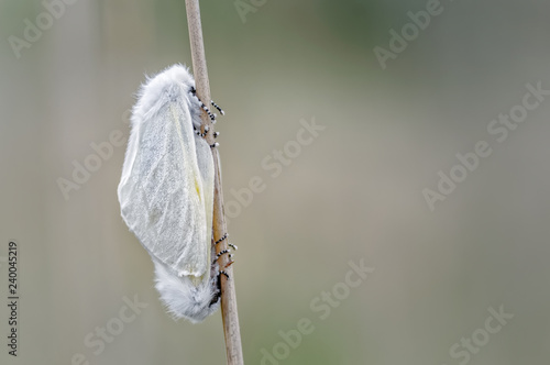 White Satin Moths Mating Discretely photo