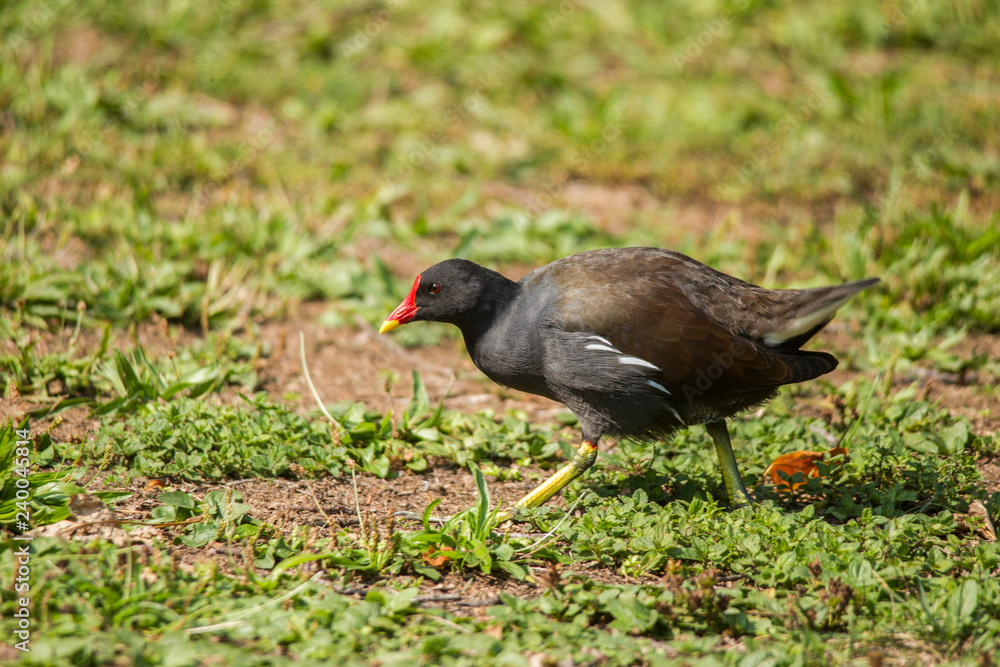 A Moorhen looking for food in the grass A Moorhen looking for food in the grass