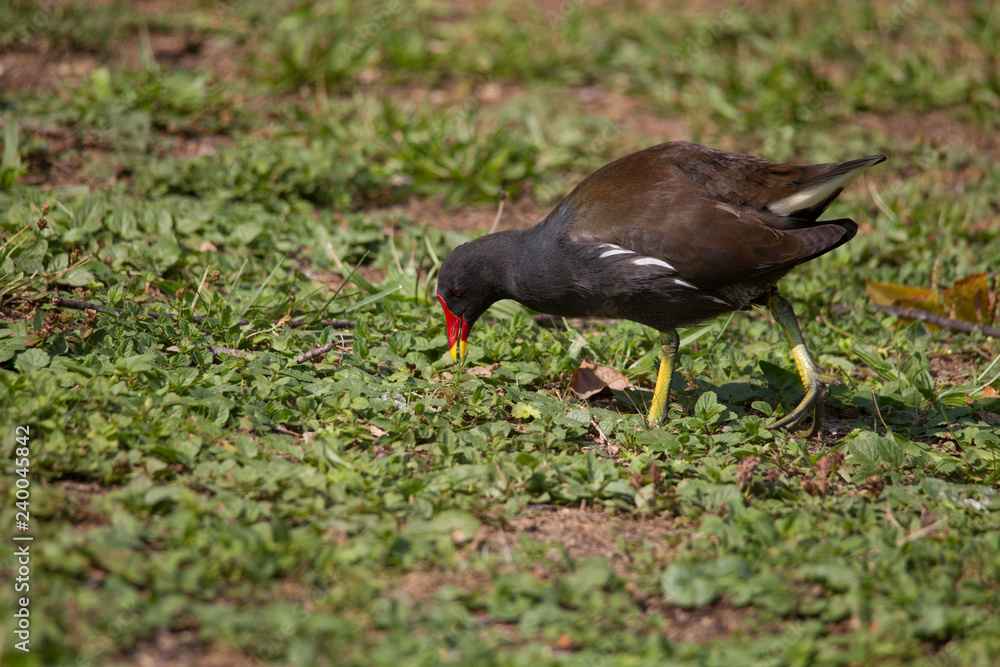 Fototapeta premium A Moorhen looking for food in the grass