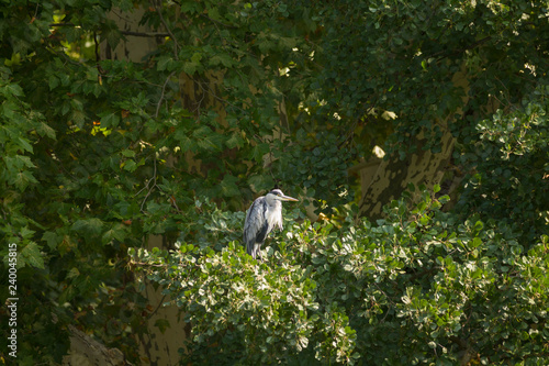 Young Great Blue Heron is sitting in the branches of a tree