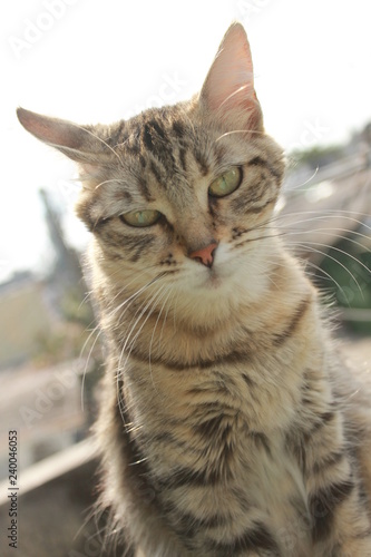 Gato enojado closeup