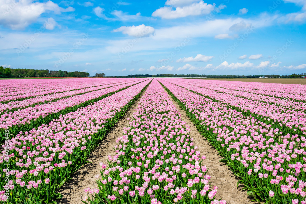 Tulips fields in Holland.  Agricultural landscape with plantation of tulips. Dutch flower fields. 