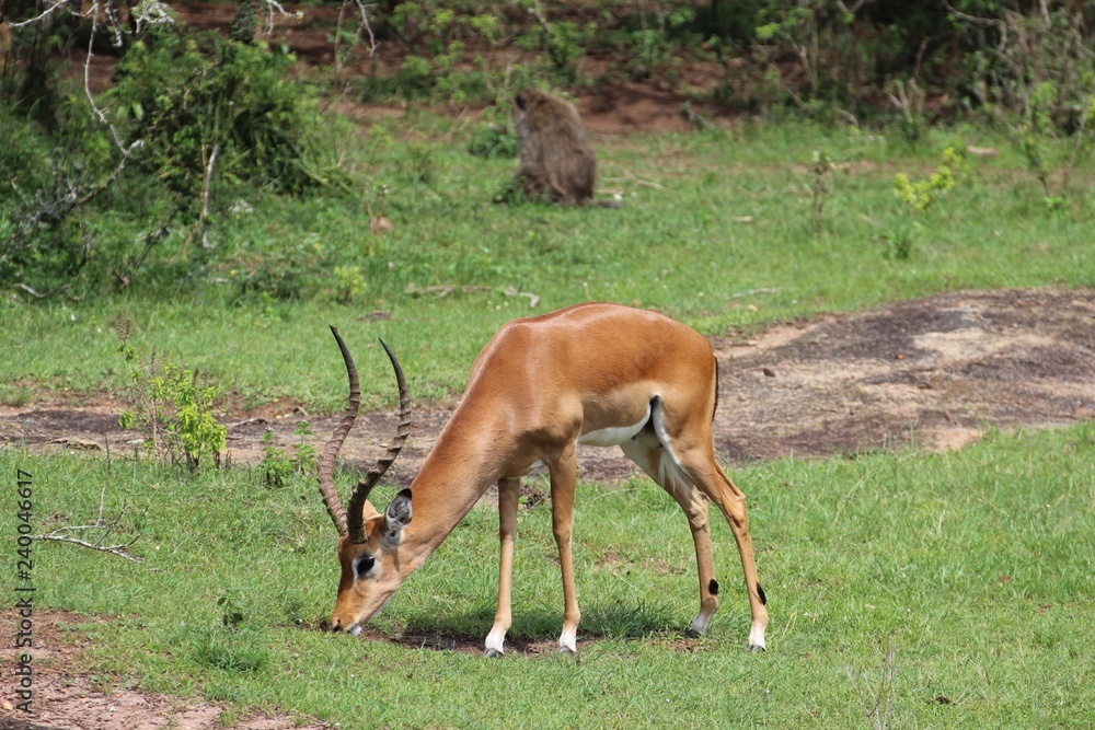 Antilope in Uganda Afrika - Im Hohen Gras stehend Antilope in Uganda Afrika - Im Hohen Gras stehend