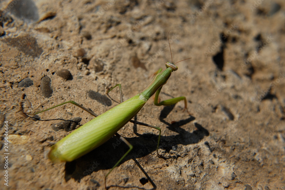 Praying mantis in natural habitat, macrophotography. Praying mantis in natural habitat, macrophotography.