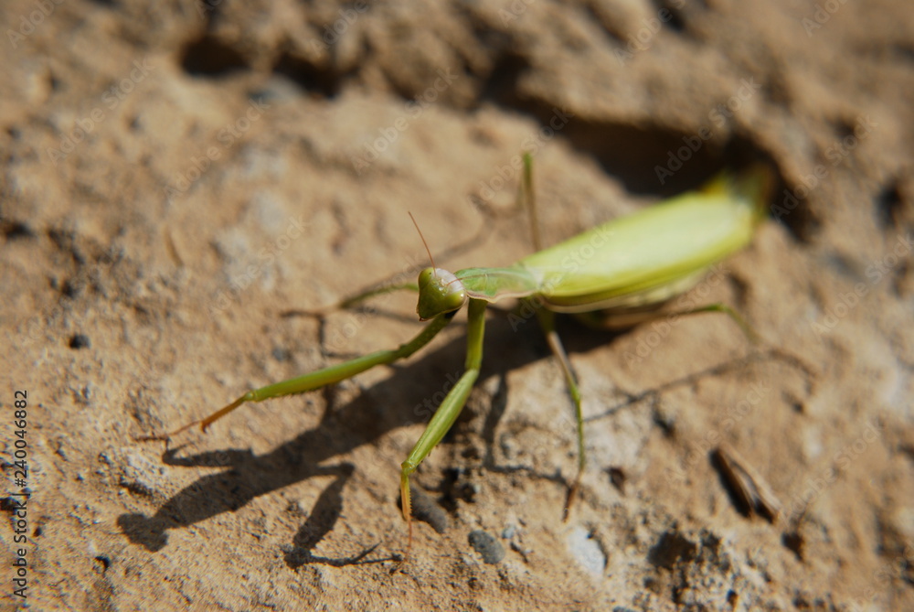 Praying mantis in natural habitat, macrophotography. Praying mantis in natural habitat, macrophotography.