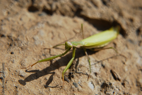 Praying mantis in natural habitat, macrophotography. © oleg