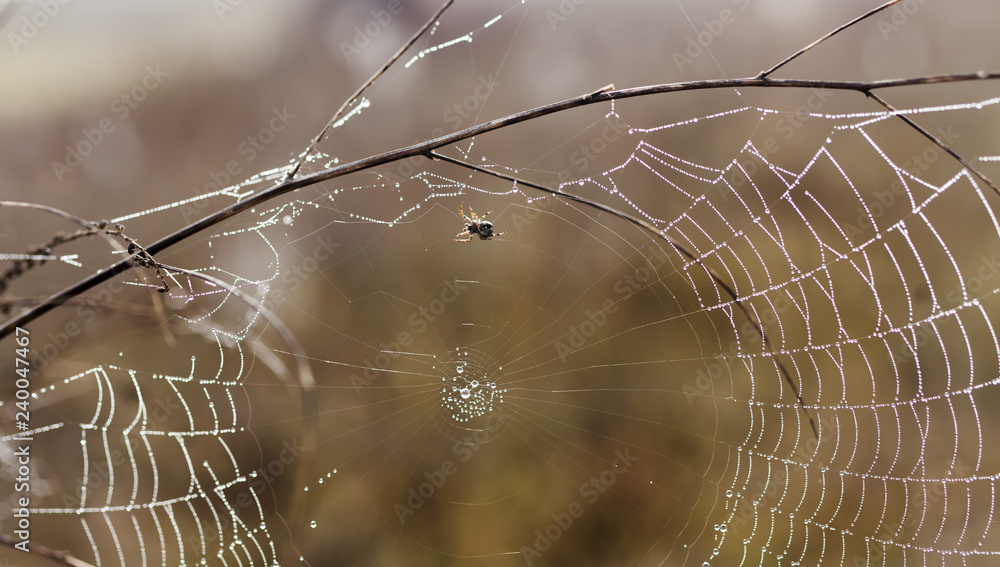 Fragile spider net in early in a foggy wet and cold morning