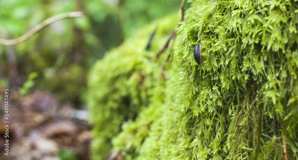 Fototapeta premium Green detail with a small insect, deep in the famous heritage forest of Huelgoat in Brittany, France