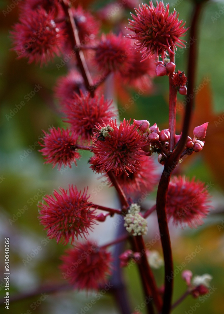 Red Flower Red Flower