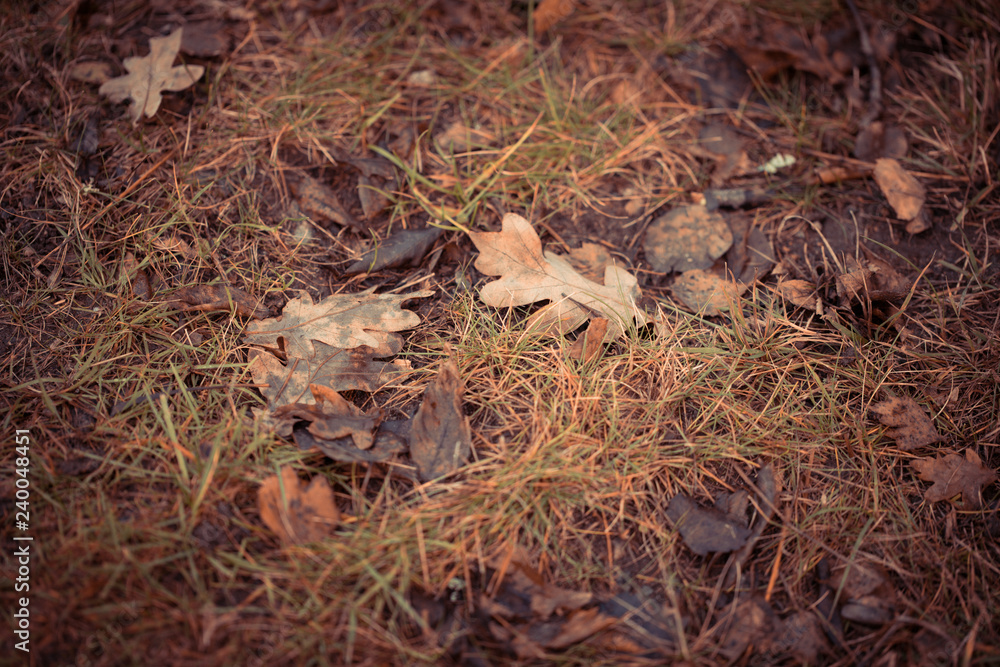 Autumn leaves Autumn leaves