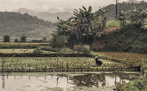 one female in hat working in rice paddy in dull cloudy weather