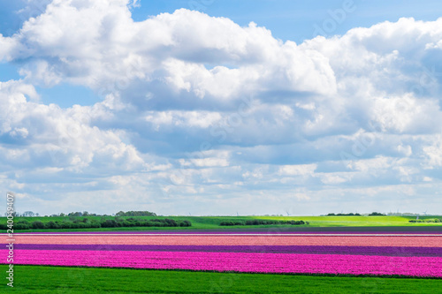 Tulips fields in Holland.  Agricultural landscape with plantation of tulips. Dutch flower fields. Spring in Holland. Dutch province Flevoland.