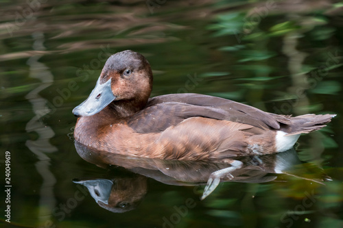 Nahaufnahme einer Moorente (Aythya nyroca) photo