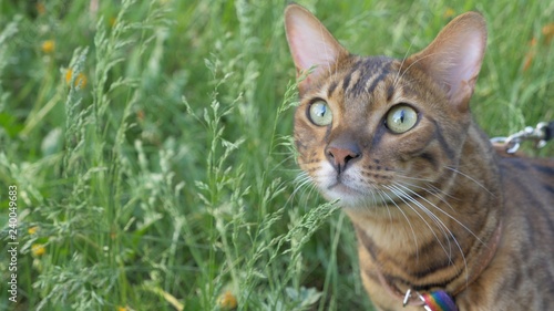 Bengal cat walks in the grass. He shows different emotions. Ears on the vertex, pointing forward: the cat is in a good mood, ready for the game.