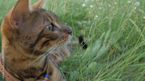 Bengal cat walks in the grass. He shows different emotions. Predator tracks down prey. He follows her with interest. Ears on the vertex, pointing forward: the cat is in a good mood, ready for the game