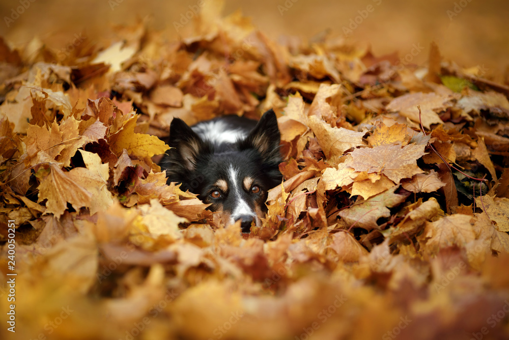 Obraz premium dog autumn on nature. active Pet in the Park. Yellow foliage, border collie tricolor