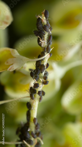 Many aphids on plant stem photo