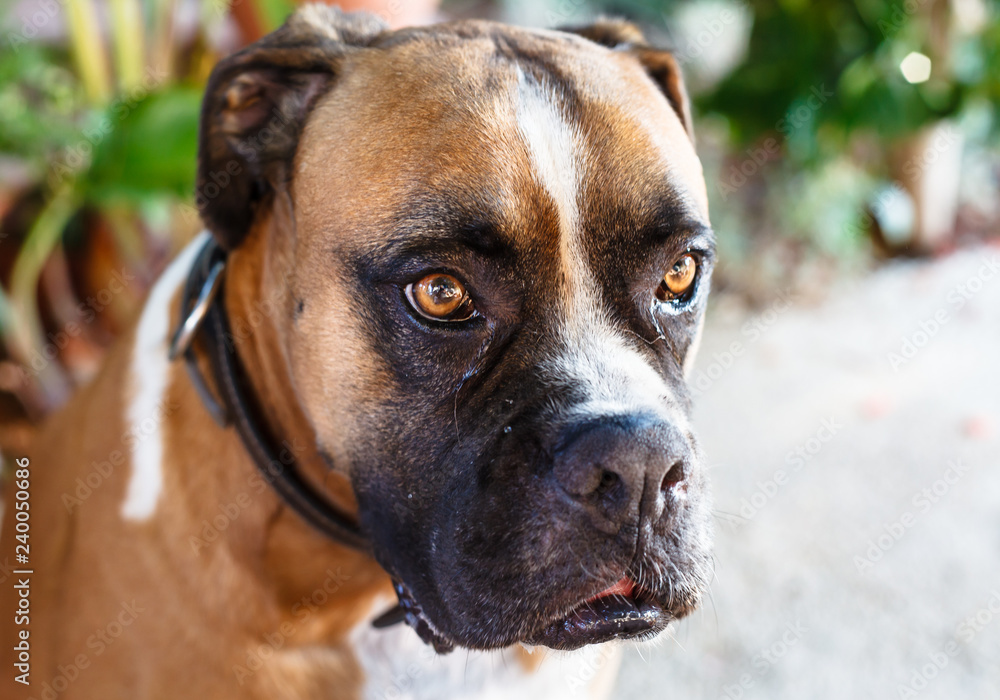 Boxer dog portrait of face