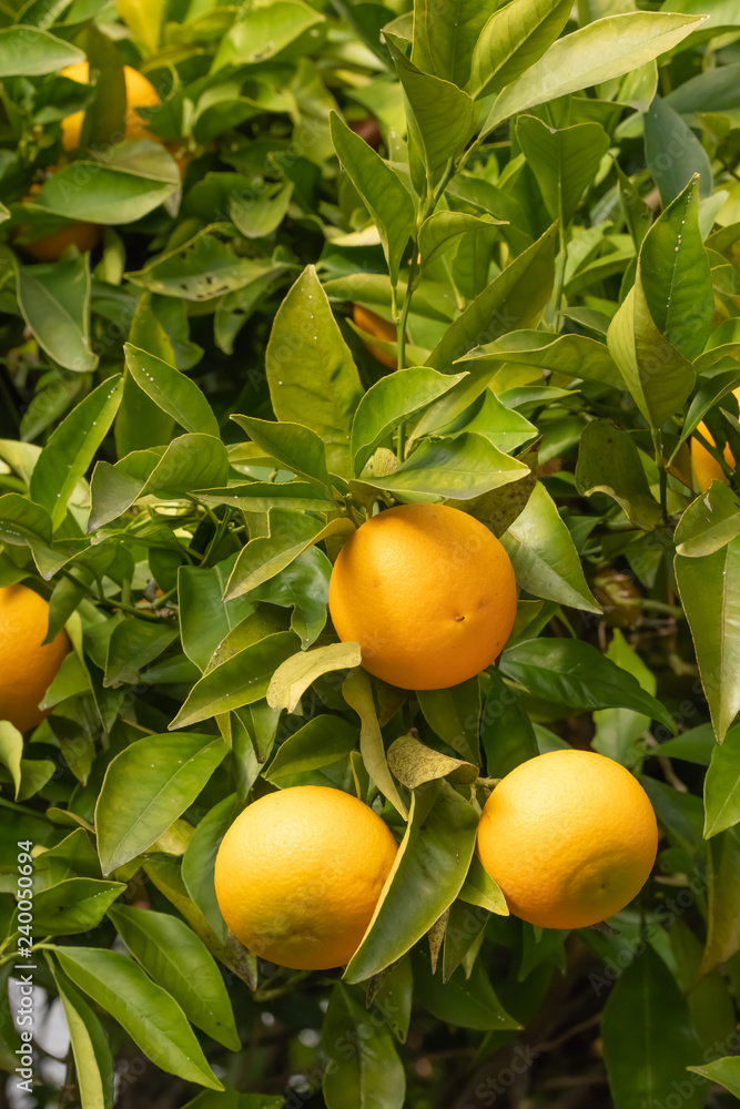 Oranges on Tree