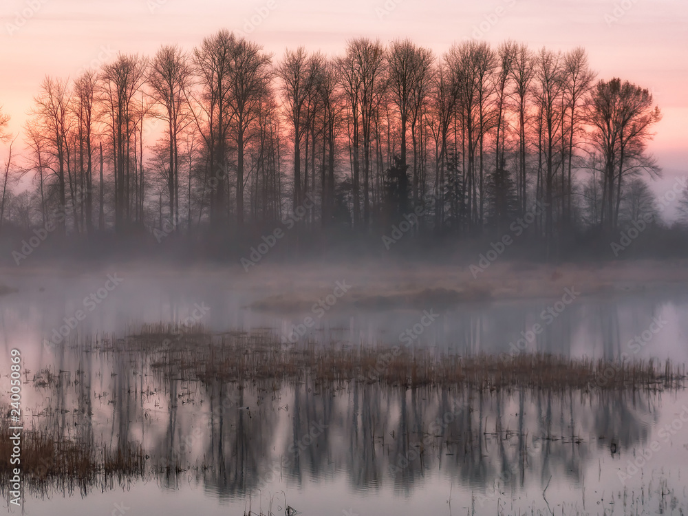 Fototapeta premium The sun rising behind some trees over the foggy marsh