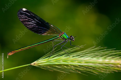 Beautiful nature scene dragonfly. Showing of eyes and wings detail.