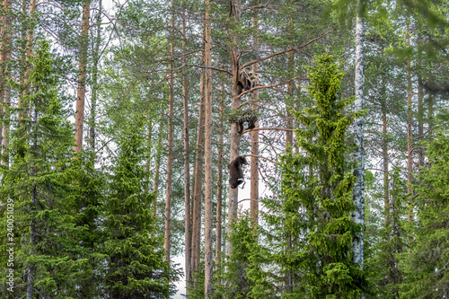 Bären in Finnland