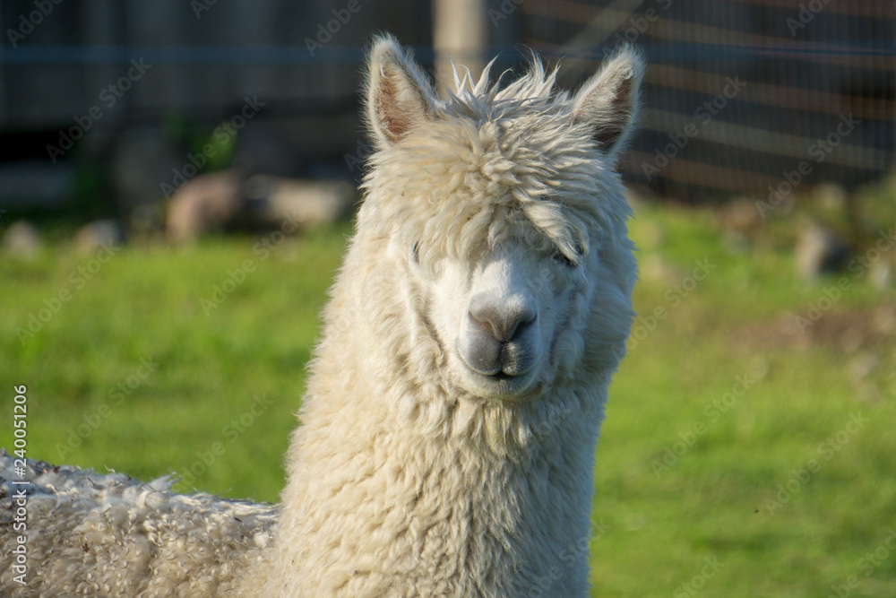 Emo Alpaca