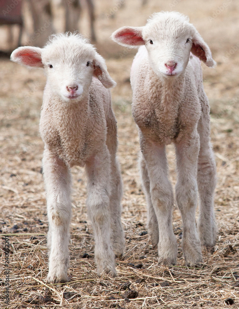 Obraz premium Lamb twins