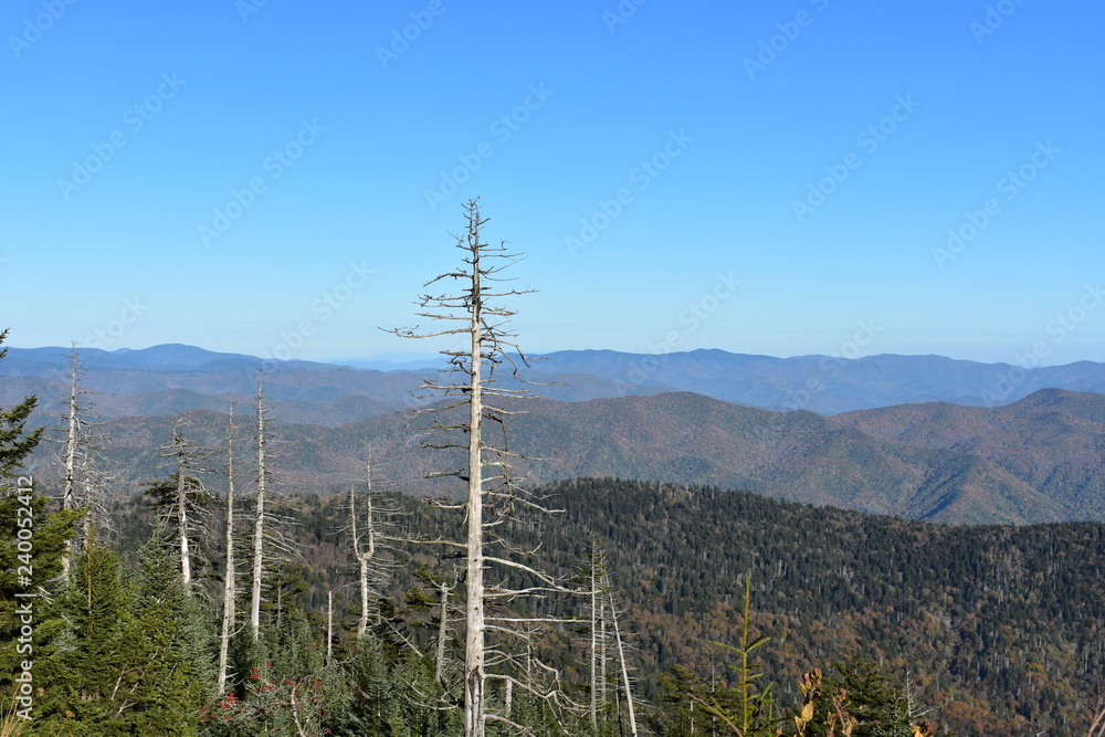 Obraz premium Smoky Mountains