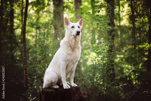 German Shepherd Dog Sitting on a Log