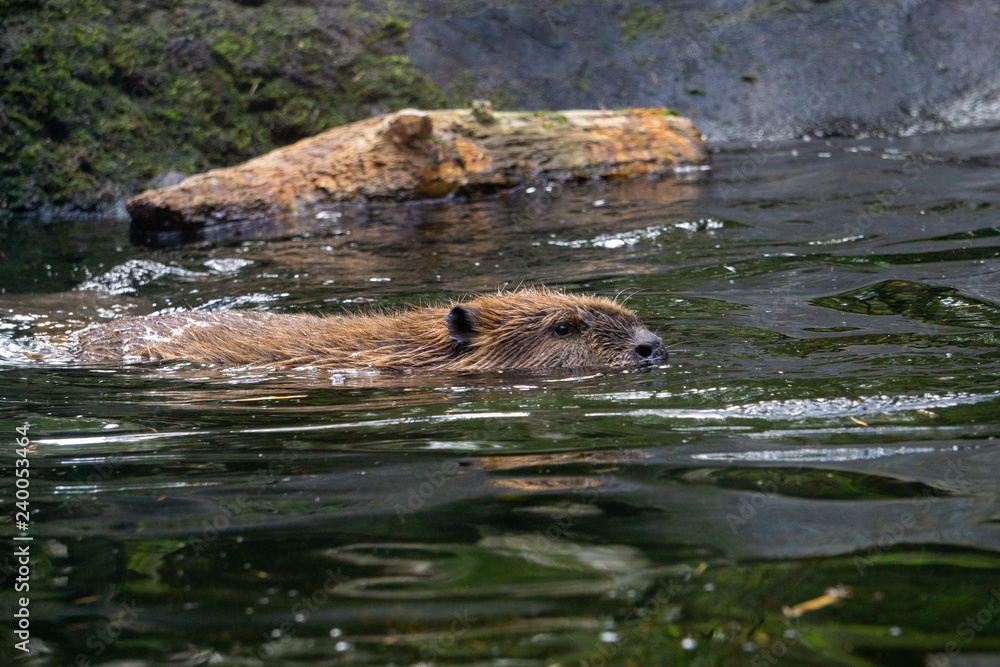 Beaver in Water Beaver in Water