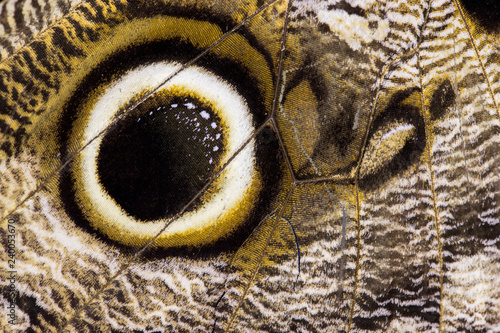 The great eye in the wings of the owl butterfly (genus Caligo). From Minas Gerais, Brazil.