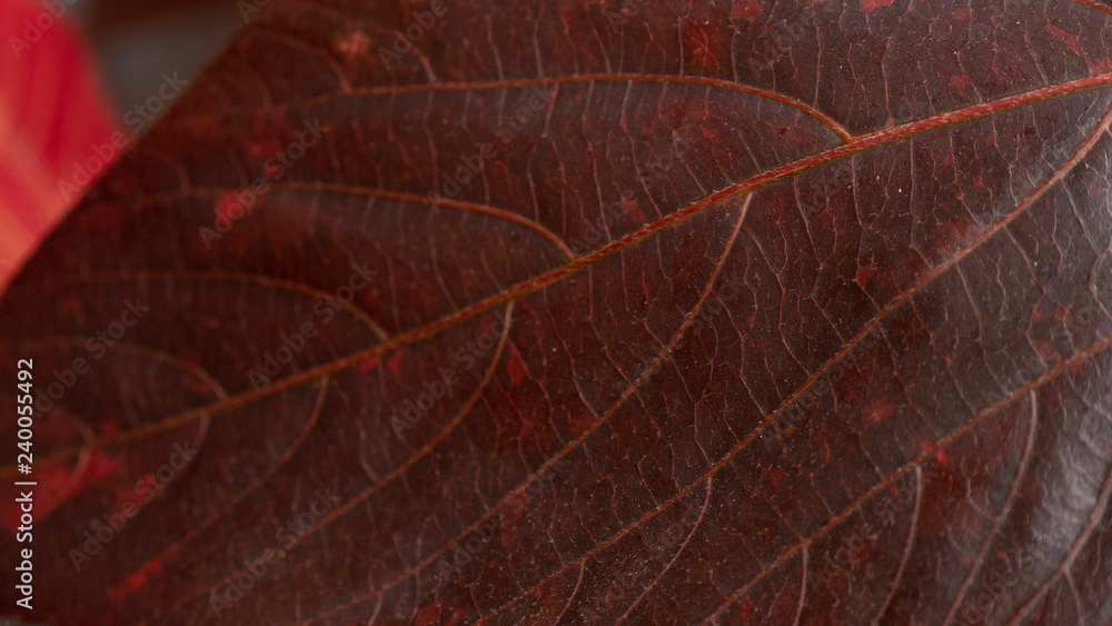 Obraz premium Red Leaf Texture