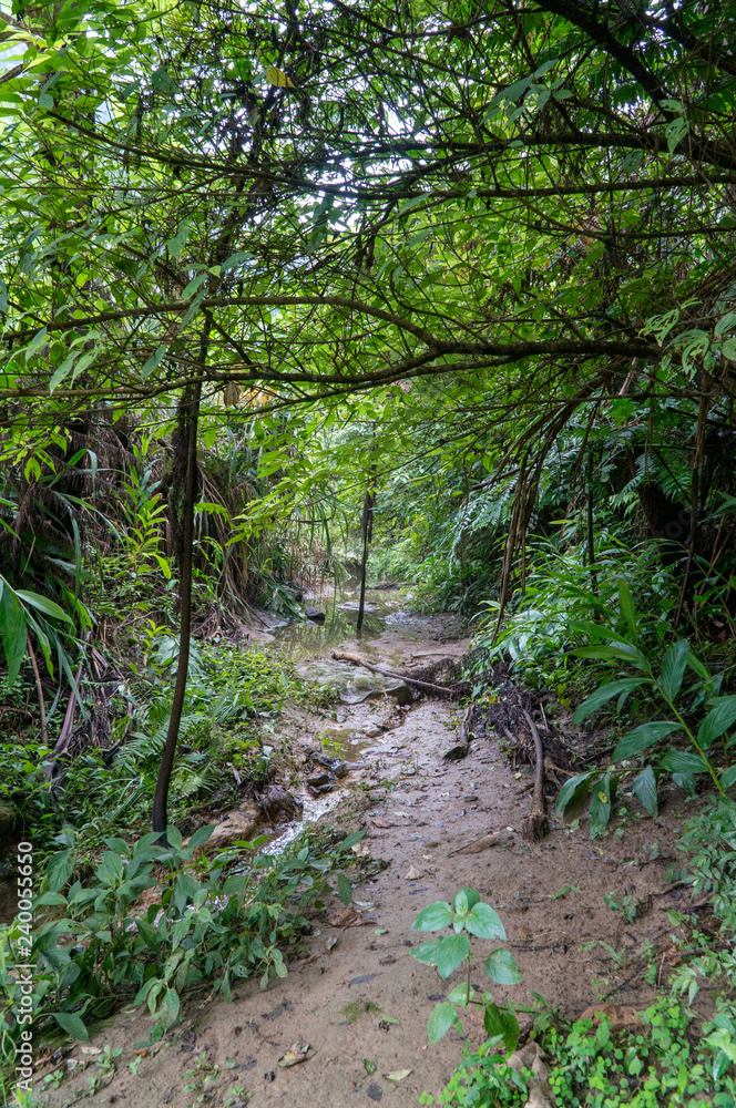 Hidden way in the jungle surrounded by green vegetation Hidden way in the jungle surrounded by green vegetation