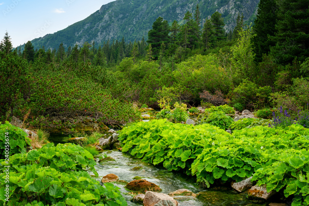 Mountain stream Tatras National Park