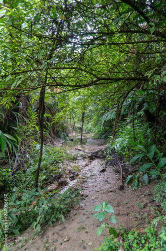 Hidden way in the jungle surrounded by green vegetation