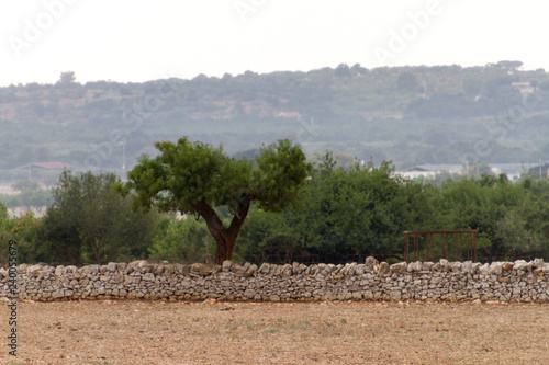 Panorami tra Turi e Putignano (Puglia) photo